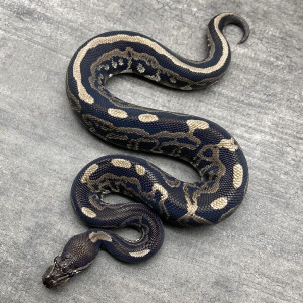 Leopard BP VPI Axanthic