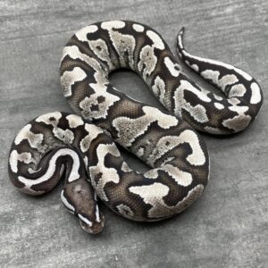 axanthic mophs for sale